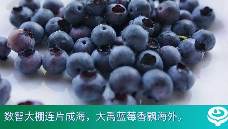 媒体聚焦｜大禹集团布局智慧化大规模高品质农场，千亩蓝莓落子云南香飘海外